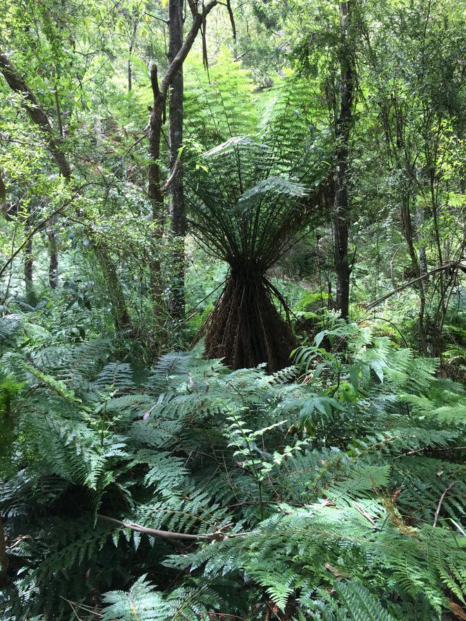 Cumberland River Holiday Park Lorne Luaran gambar